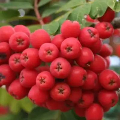 Рябина АЛАЯ КРУПНАЯ сладкоплодная в Орше