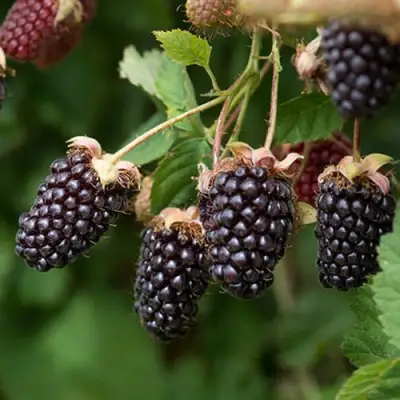 Ежемалина БОЙСЕНБЕРРИ в Орше