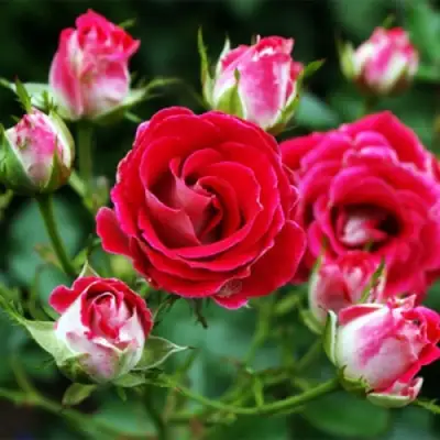 Роза ШОНЕ КОБЛЕНЦЕРИН флорибунда в Орше