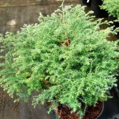 Кипарисовик СКВАРРОЗА горохоплодный в Орше