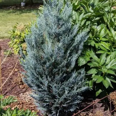 Кипарисовик ДАРТС БЛЮ РИББОН лавсона в Орше