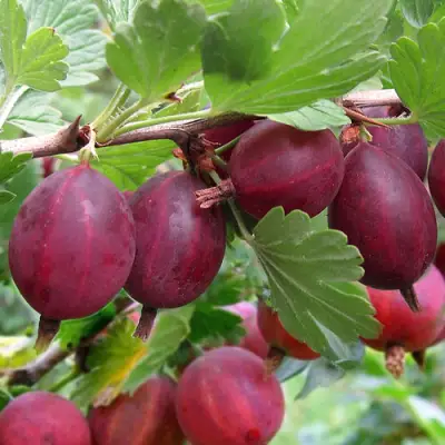 Крыжовник ХИННОМАКИ РОТ в Орше