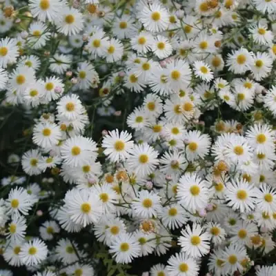 Болтония СНОУБЭНК в Орше