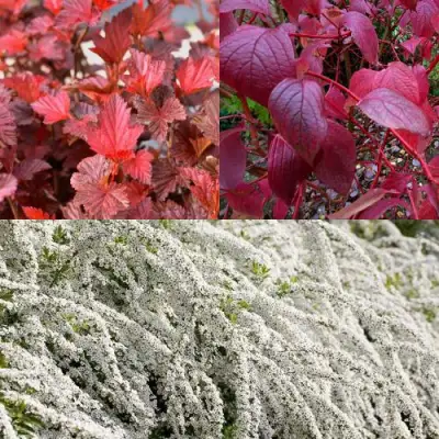 Комплект ЖИВАЯ ИЗГОРОДЬ в Орше