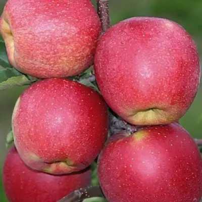 Яблоня ЧЕМПИОН в Орше