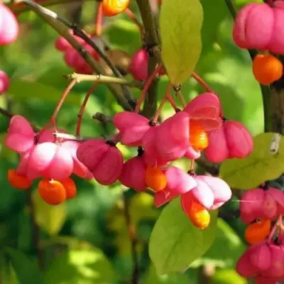 Бересклет ЕВРОПЕЙСКИЙ в Орше