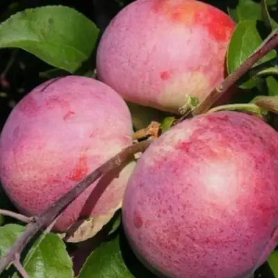 Яблоня БЕЛОРУССКОЕ МАЛИНОВОЕ в Орше