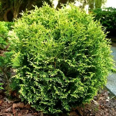 Туя ВОТЕРФИЛД западная в Орше