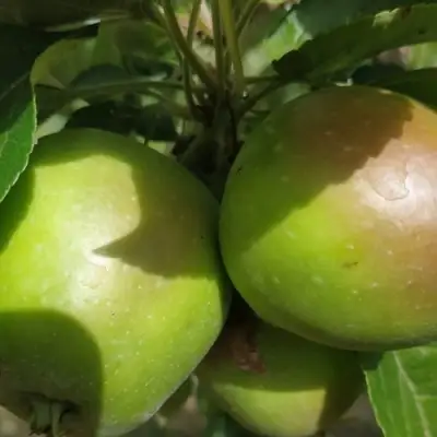 Яблоня ПАМЯТЬ СИКОРЫ в Орше