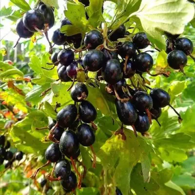 Смородина золотистая ОВАЛЬНАЯ в Орше