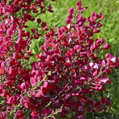 Ракитник БОСКОП РУБИ  в Орше