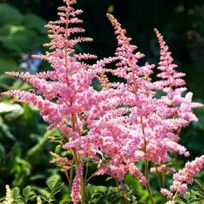 Астильба ЭДЕНС ОДИССЕЙ Арендса в Орше