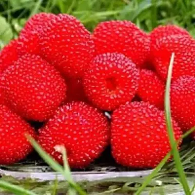 Малина ТИБЕТСКАЯ (РОЗОЛИСТНАЯ) в Орше