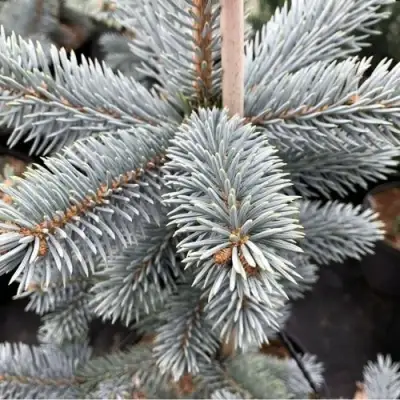 Ель РОЯЛ БЛЮ колючая  в Орше