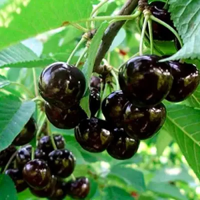 Черешня МУСКАТНАЯ в Орше