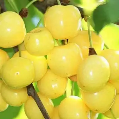 Черешня РОССОШАНСКАЯ ЗОЛОТАЯ в Орше