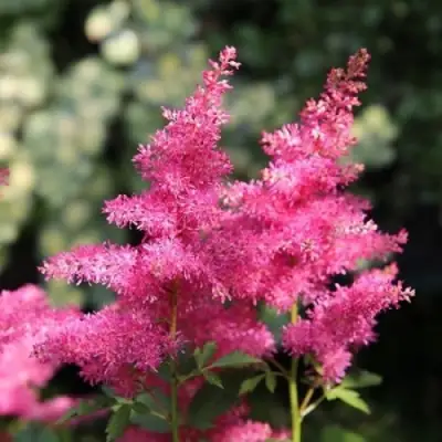 Астильба САННИ ДЕЙ гибридная в Орше