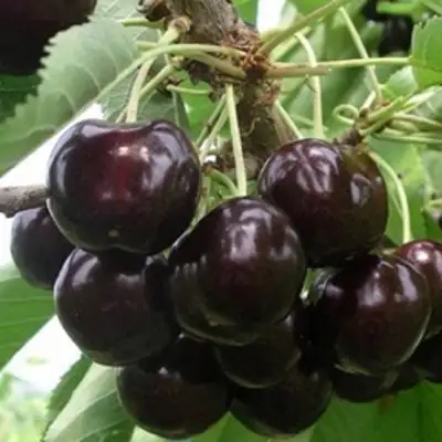 Вишня РОССОШАНСКАЯ ЧЕРНАЯ в Орше