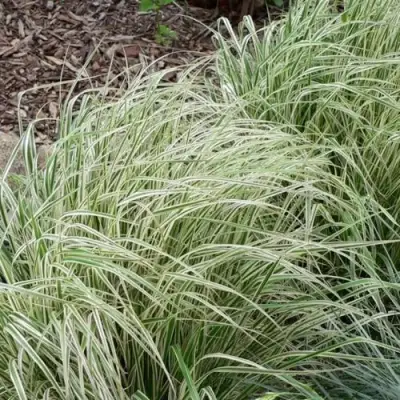 Вейник ОВЕРДАМ остроцветковый в Орше