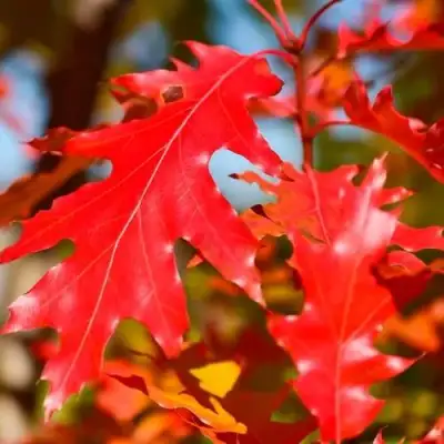 Дуб красный в Орше