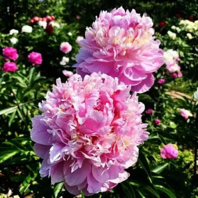 Пион ЛАВОН травянистый в Орше