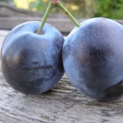 Слива БЛЮФРИ в Орше