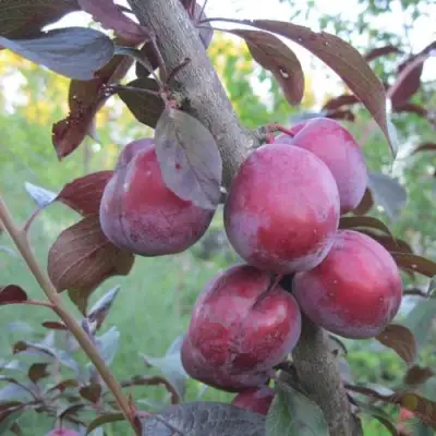 Слива ЛАМА в Орше