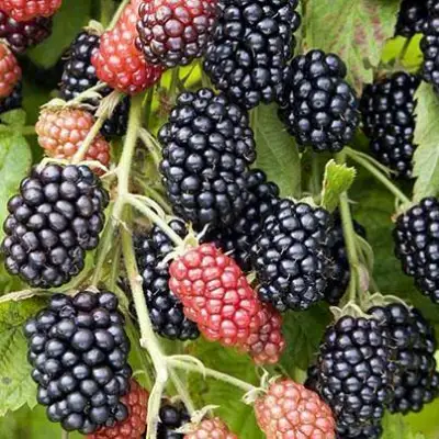 Ежевика НАВАХО бесшипная  в Орше