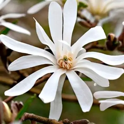 Магнолия СТЕЛЛАТА в Орше