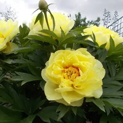 Пион БАРЦЕЛЛА (БАРТЗЕЛЛА) ито-гибрид в Орше