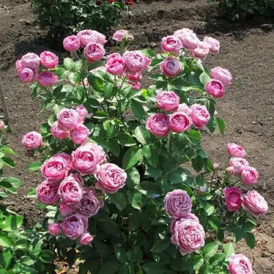 Роза МИСТИ БАБЛС спрей в Орше