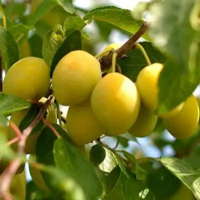 Слива ОЧАКОВСКАЯ ЖЕЛТАЯ в Орше