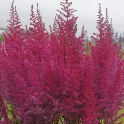 Астильба МАЙТИ ЧОКОЛАТ ЧЕРРИ китайская в Орше