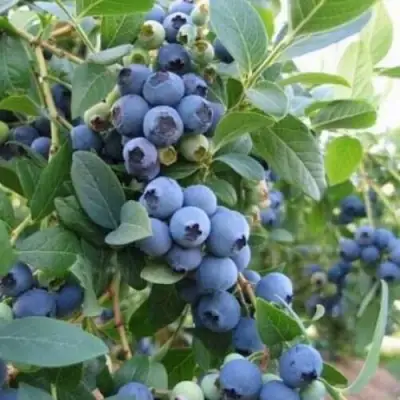 Голубика ЭЛЛИОТ в Орше