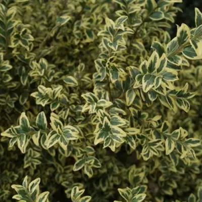 Самшит АУРЕАВАРИЕГАТА в Орше