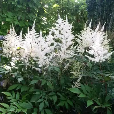 Астильба БРАУТШЛЕЙЕР Арендса в Орше