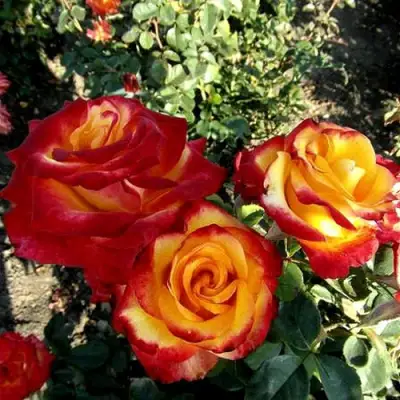 Роза ХАЙ МЭДЖИК чайно-гибридная в Орше