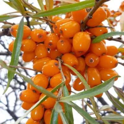 Облепиха КОСТЕР в Орше