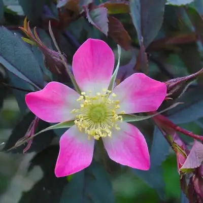 Роза сизая в Орше