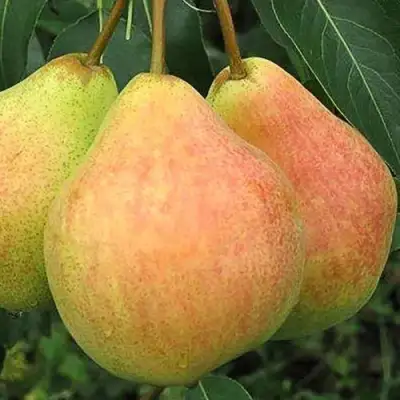 Груша ЛЮБИМИЦА ЯКОВЛЕВА в Орше