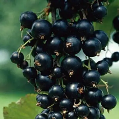 Смородина чёрная ВЕЛОЙ (ЛЕНИНГРАДСКАЯ СЛАДКАЯ) в Орше