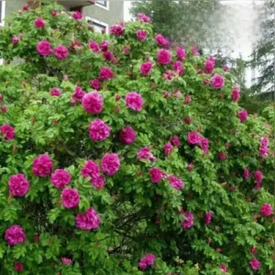 Шиповник ХАНСА в Орше