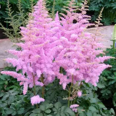 Астильба ГИАЦИНТ Арендса в Орше