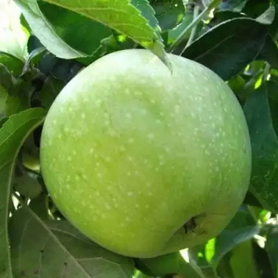 Яблоня РЕНЕТ СИМИРЕНКО в Орше