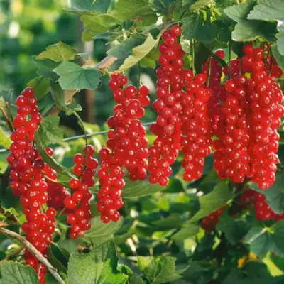 Смородина красная РУДНЕУС в Орше