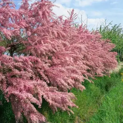 Тамарикс ПИНК КАСКАД в Орше