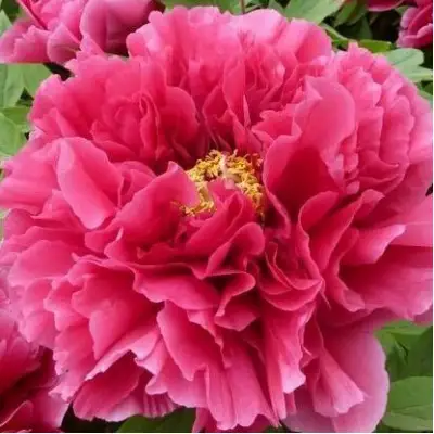 Пион КОРОЛЕВСКИЙ ЦВЕТОК древовидный в Орше