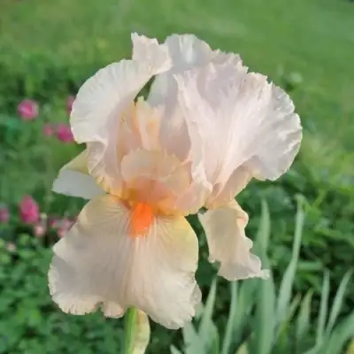 Ирис ПАТИ ДРЕСС бородатый в Орше