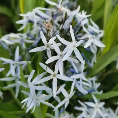 Амсония иволистная в Орше