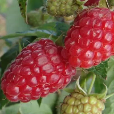 Малина РАДЗИЕВА в Орше